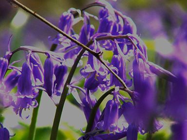 bluebells-clipped